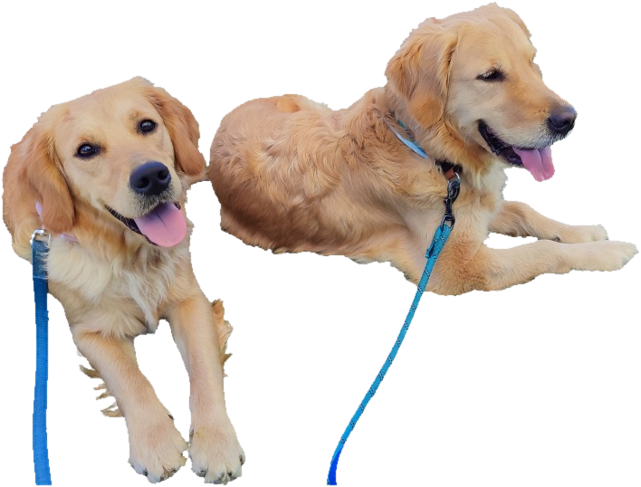 Cani di Golden Kingdom