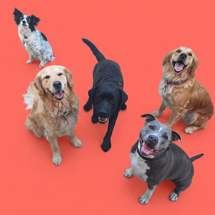 Asilo per cani a 5 stelle