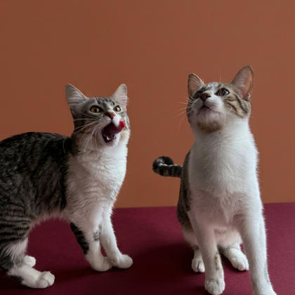 Catsitting a domicilio